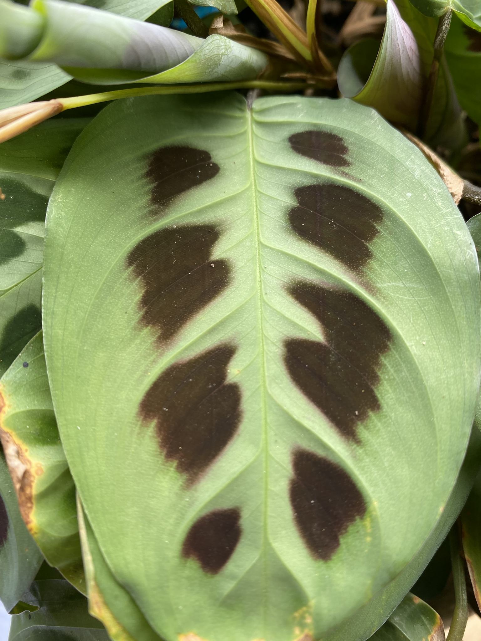 Maranta leuconeura 'Mediovariegata'